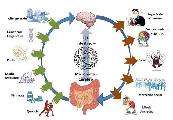 intestino estado animo microbiota intestino y emociones una conexion real